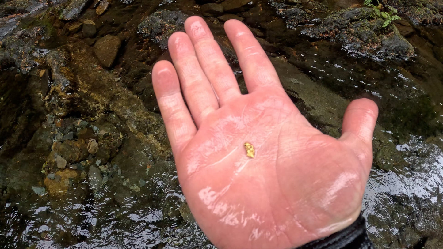 0.51g Gold Nugget Found by Pioneer Pauly on Dan Hurd's New Claim!