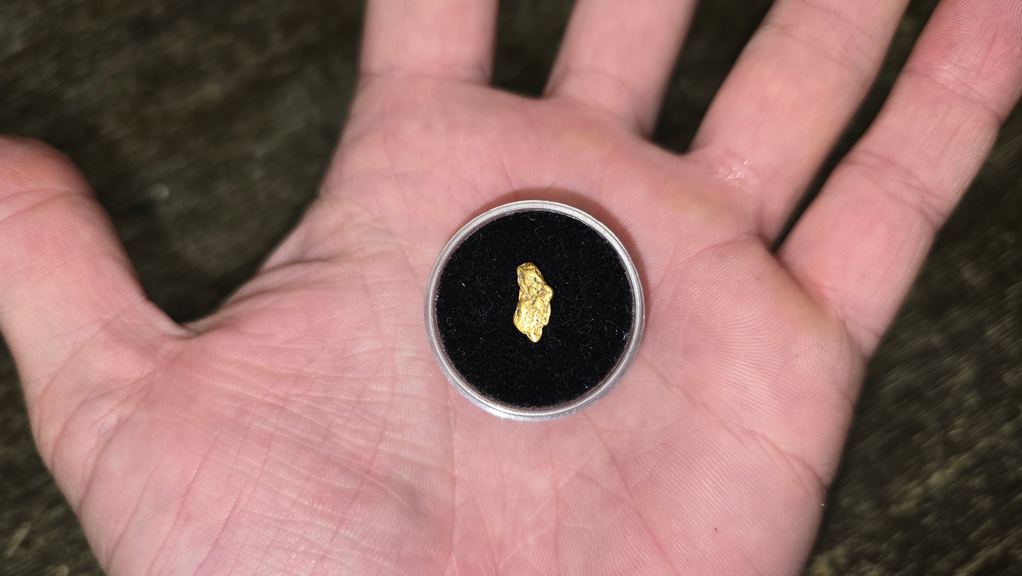 0.51g Gold Nugget Found by Pioneer Pauly on Dan Hurd's New Claim!