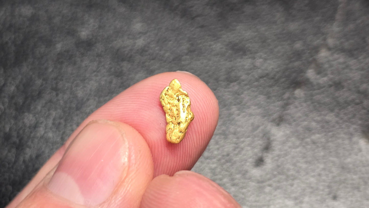 0.51g Gold Nugget Found by Pioneer Pauly on Dan Hurd's New Claim!