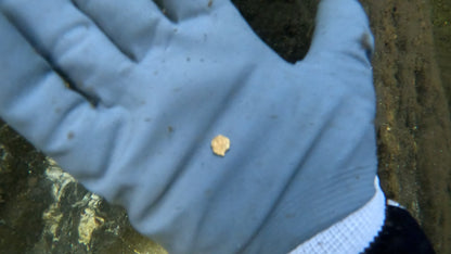 Over a Gram! 1.03g Gold Nugget Found by Pioneer Pauly